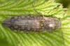 Actenicerus sjaelandicus